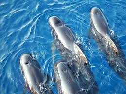 Image result for Globicephala melas