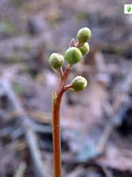 Attēlu rezultāti vaicājumam “Pyrola minor bud”