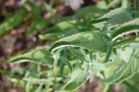 Attēlu rezultāti vaicājumam “Mentha x verticillata leaf”