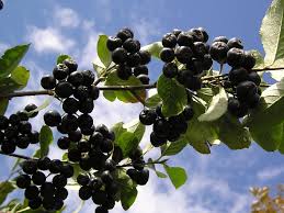 Attēlu rezultāti vaicājumam “x Sorbaronia fallax”