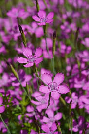 Attēlu rezultāti vaicājumam “Dianthus deltoides”