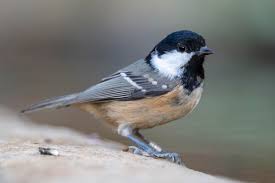 Attēlu rezultāti vaicājumam “Periparus ater”