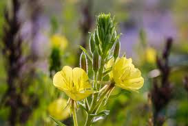 Image result for Nachtkerze