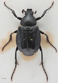 Attēlu rezultāti vaicājumam “Gnorimus variabilis”