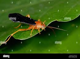 Attēlu rezultāti vaicājumam “Diphyus latebricola”