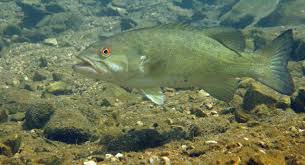 Image result for Micropterus dolomieu