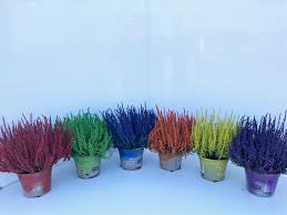 Attēlu rezultāti vaicājumam “Calluna vulgaris”