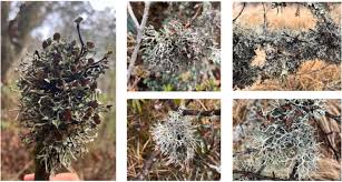 Attēlu rezultāti vaicājumam “Hypotrachyna sp.”