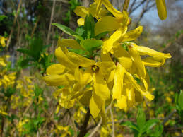 Attēlu rezultāti vaicājumam “Forsythia viridissima flower”