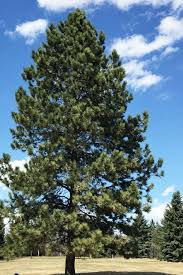 Attēlu rezultāti vaicājumam “Pinus ponderosa”