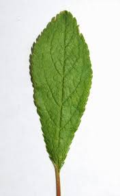 Attēlu rezultāti vaicājumam “Prunus spinosa leaf”