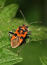 Attēlu rezultāti vaicājumam “Corizus hyoscyami”