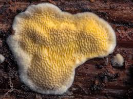 Attēlu rezultāti vaicājumam “Flaviporus citrinellus”