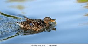 Attēlu rezultāti vaicājumam “Anas platyrhynchos female”