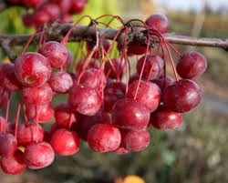 Attēlu rezultāti vaicājumam “Malus x zumi fruit”