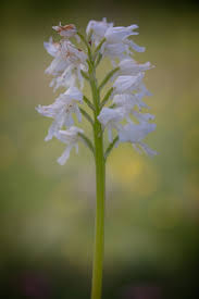 Attēlu rezultāti vaicājumam “Orchis militaris leaf”