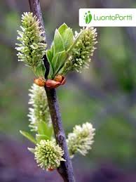 Attēlu rezultāti vaicājumam “Salix aurita leaf”