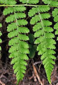 Attēlu rezultāti vaicājumam “Athyrium filix-femina”