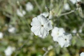 Image result for Lychnis coronaria alba