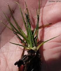 Attēlu rezultāti vaicājumam “Isoetes lacustris leaf”