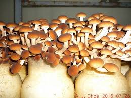 Image result for 붶