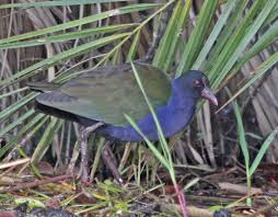 Image result for Porphyrio alleni