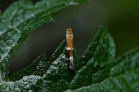 Attēlu rezultāti vaicājumam “Bucculatricidae”