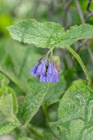 Attēlu rezultāti vaicājumam “Symphytum asperum”