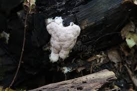 Attēlu rezultāti vaicājumam “Postia ptychogaster”