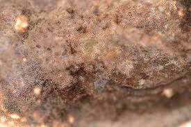 Attēlu rezultāti vaicājumam “Gloeoporus pannocinctus”