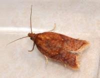 Attēlu rezultāti vaicājumam “Acleris aspersana”