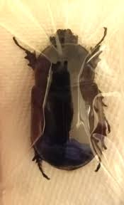 Attēlu rezultāti vaicājumam “Oryctes nasicornis male”