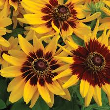 Image result for Rudbeckia