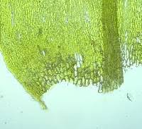 Attēlu rezultāti vaicājumam “Sciuro-hypnum reflexum”