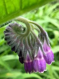 Attēlu rezultāti vaicājumam “Symphytum officinale flower”