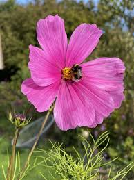 Image result for Schmuckkörbchen