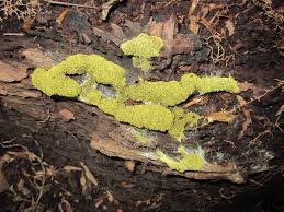 Attēlu rezultāti vaicājumam “Fuligo septica var. flava young”