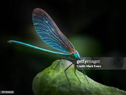 Attēlu rezultāti vaicājumam “Calopteryx virgo”