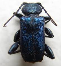 Attēlu rezultāti vaicājumam “Callidium violaceum”