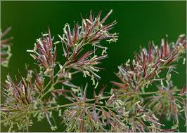 Attēlu rezultāti vaicājumam “Calamagrostis epigeios”