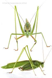 Attēlu rezultāti vaicājumam “Cribraria costata stalked”