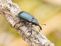 Attēlu rezultāti vaicājumam “Magdalis sp.”