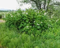 Attēlu rezultāti vaicājumam “Rubus parviflorus”