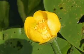 Attēlu rezultāti vaicājumam “Nuphar lutea fruit”