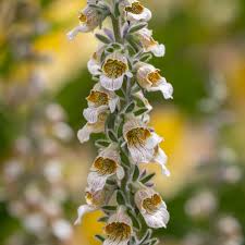 Image result for Digitalis lanata