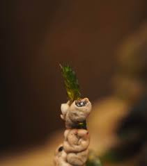 Attēlu rezultāti vaicājumam “Diderma subviridifuscum spores”