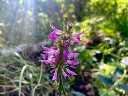 Attēlu rezultāti vaicājumam “Stachys officinalis bud”