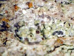 Attēlu rezultāti vaicājumam “Chaenotheca phaeocephala”