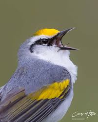 Image result for Dendroica castanea