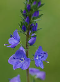 Image result for Veronica teucrium